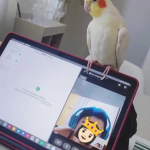 Imagem-do-WhatsApp-de-2025-07-30-à_s_-14.19.38_b60a4ace